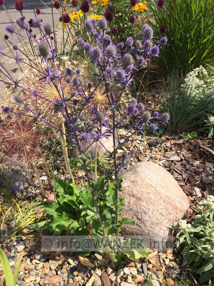 Eryngium variifolium Miss Marble  bluehend.JPG